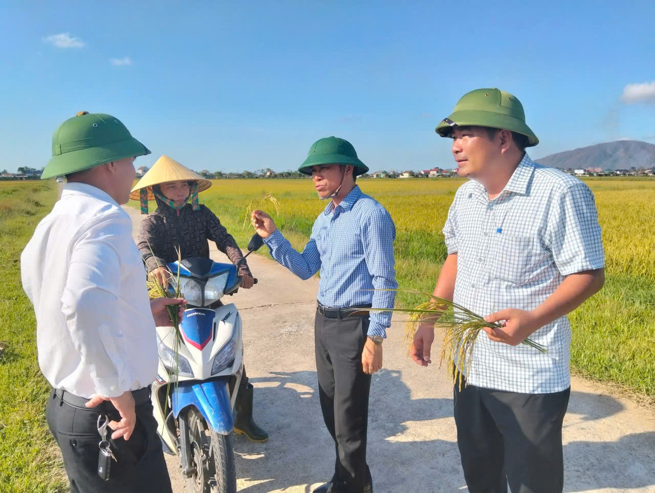 Lãnh đạo xã Cẩm Lạc tổ chức thăm đồng, đánh giá năng suất vụ hè thu                         