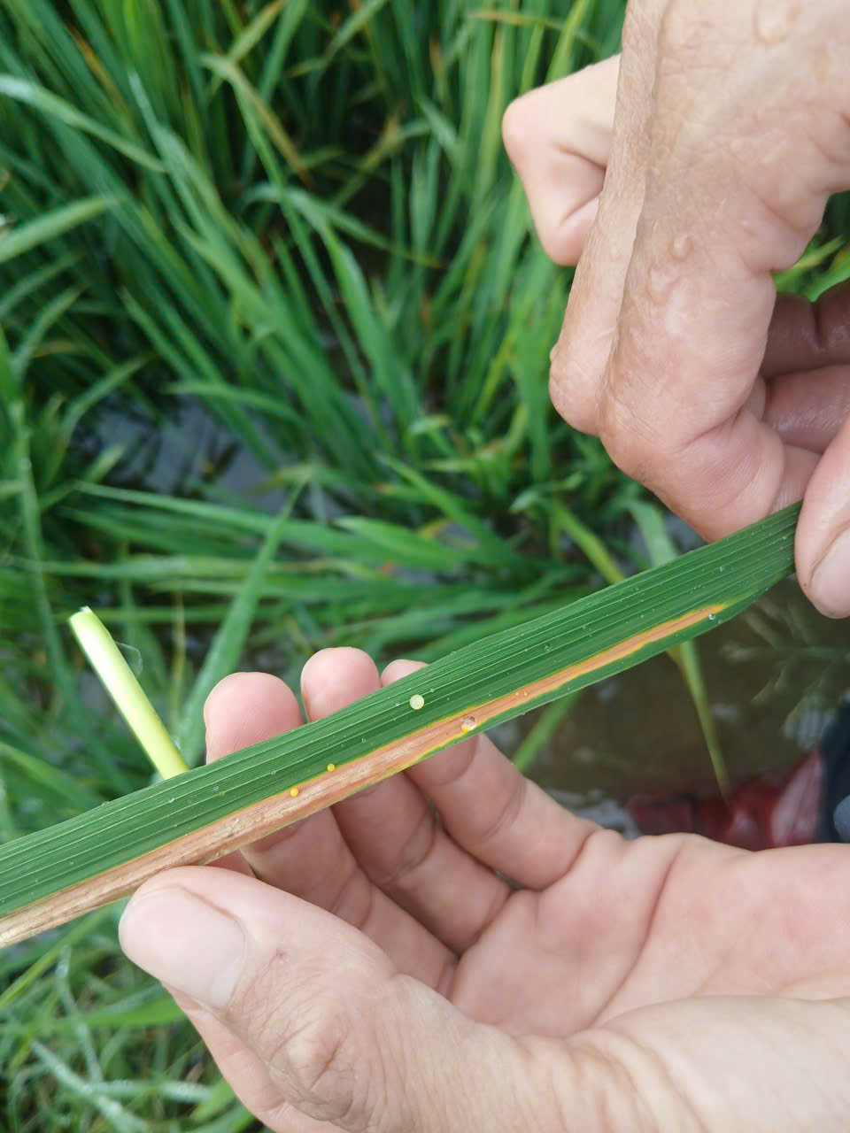 Tăng cường phòng trừ sâu bệnh hại lúa vụ Xuân 2026 – Bảo vệ năng suất, ổn định sản xuất