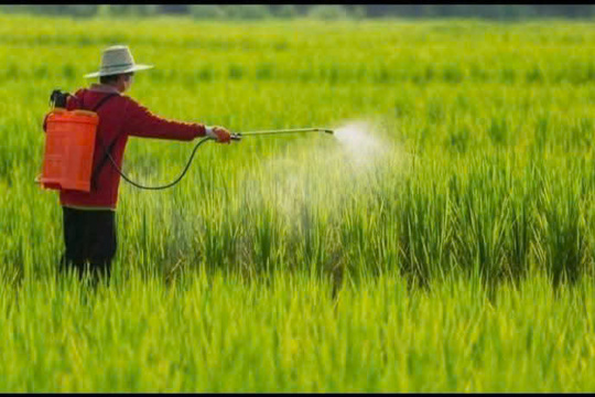 Khuyến cáo người dân sử dụng thuốc trừ cỏ không chọn lọc (thuốc cỏ cháy) an toàn, đúng quy định