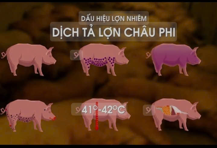 Hướng dẫn kỹ thuật, phương pháp tiêu hủy và bảo vệ môi trường đối với việc chôn lấp, tiêu hủy lợn bị dịch tả Châu phi 