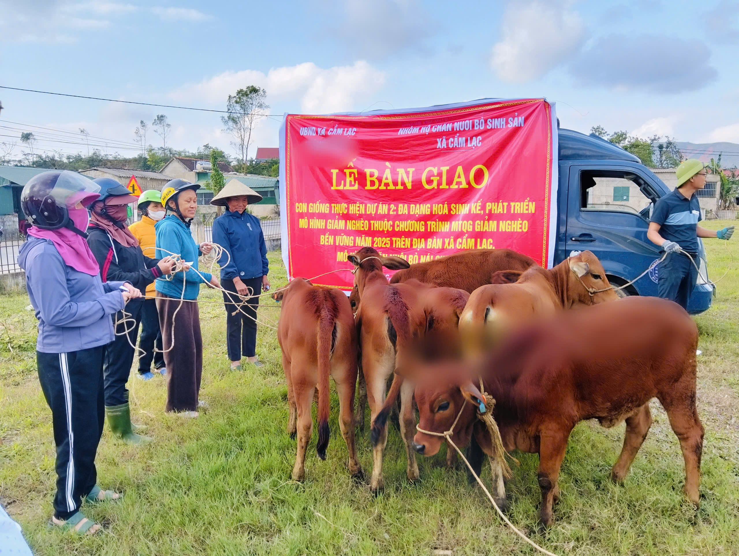 Xã Cẩm Lạc bàn giao con giống "mô hình chăn nuôi bò nái sinh sản, đa dạng hóa sinh kế cho người dân" 